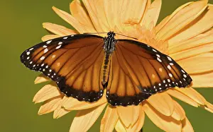 Soldier: Soldier Butterfly (Danaus eresimus)