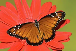 Soldier: Soldier Butterfly (Danaus eresimus)