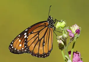 Soldier: Soldier Butterfly (Danaus eresimus)