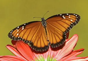 Soldier: Soldier Butterfly (Danaus eresimus)