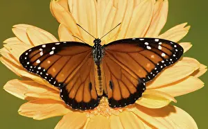 Queen: Soldier Butterfly (Danaus eresimus)