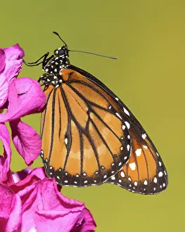 Queen: Soldier Butterfly (Danaus eresimus)