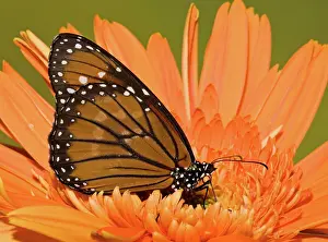Queen: Soldier Butterfly (Danaus eresimus)