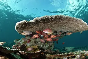 Schools: Soldier Fishes - under a Table Coral