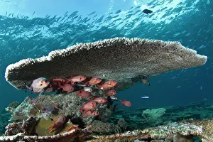 Schools: Soldier Fishes - under a Table Coral