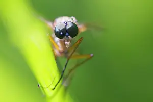 Soldier: Soldier fly