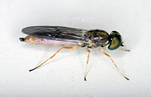 Soldier: Soldier fly