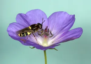 Note: Soldier Fly - Feeding on nectar in purple flower