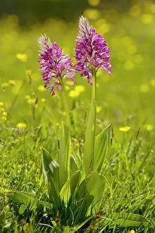 Militaris: Soldier Orchid or Military Orchid