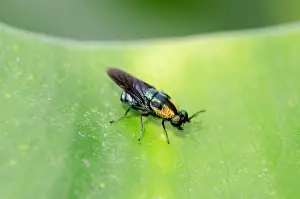 Gianyar: Soldierfly on leaf - Pering, Gianyar, Bali, Indonesia