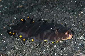 Buried: Sole juvenile during night dive