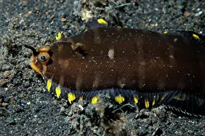 Buried: Sole juvenile Sole