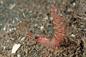 Manado: Solencerid Shrimp - on black sand during night dive