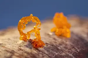 Solidified: Solidified birch sap - Norfolk UK