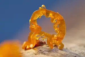 Solidified: Solidified birch sap - Norfolk UK
