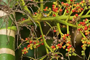 Solitaire: Solitaire Palm fruits - ripe bright red fruits