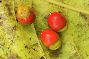 Solitaire: Solitaire Palm fruits - ripe bright red fruits