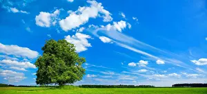 Solitaire: Solitaire tree, large linden tree (Tilia) on green