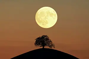 Moonlight: Solitaire tree, Linden tree (Tilia), on moraine