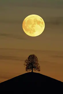 Moonlight: Solitaire tree, Linden tree (Tilia), on moraine
