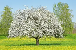 Buttercup: Solitar stehender, weiss bluhender Apfelbaum inmitten