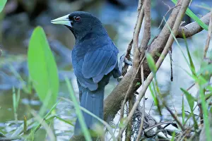 Solitarius: Solitary Black Cacique