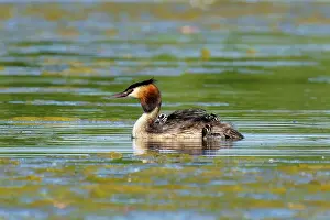 Float: A solitary great crested grebe swimming in still water
