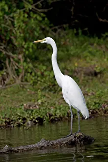 Naivasha: Solitary Great white egret, Egretta alba, Lake Naivasha