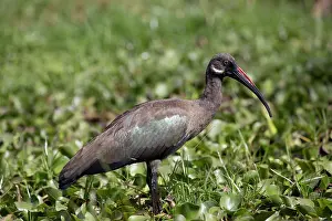 Naivasha: Solitary Hadada ibis, Bostrychia hagedash, Lake