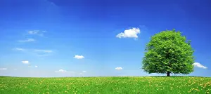 Linden: Solitary lime tree on green meadow, dandelion in
