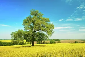 Schweiz: Solitary Oak (Quercus) in a flowering rape field