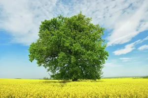 Schweiz: Solitary Oak (Quercus) in a flowering rape field