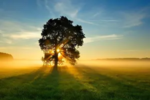 Blind: Solitary Oak (Quercus) in the morning fog in a meadow