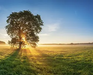 Hunt: Solitary oak and raised hide in a meadow with dew at sunrise in the morning mist