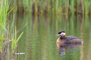Reeds: A solitary red-necked grebe (Podiceps grisegena) swimming close to reeds in quiet surroundings