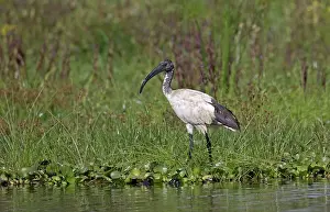 Naivasha: Solitary Sacred ibis, Threskiornis aethiopicus