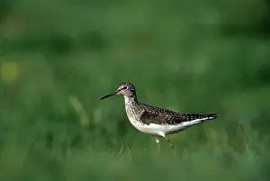 Solitaria: SOLITARY SANDPIPER