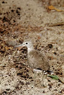 Solitaria: Solitary Sandpiper