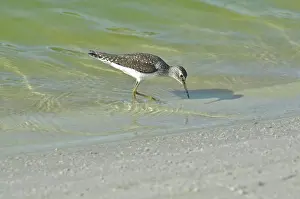 Solitaria: Solitary Sandpiper