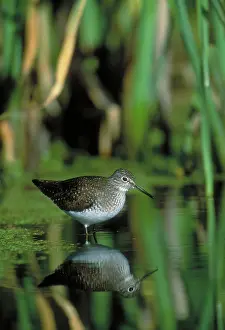 Solitaria: Solitary Sandpiper