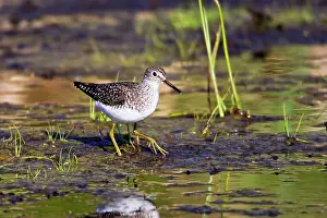 Solitaria: Solitary sandpiper - in beaver pond during spring