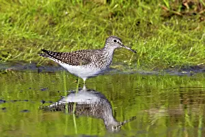 Solitaria: Solitary sandpiper - in beaver pond during spring