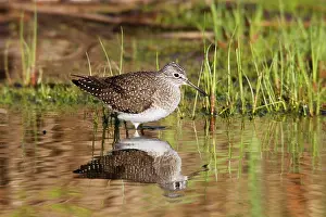 Solitaria: Solitary Sandpiper - feeding in beaver pond during