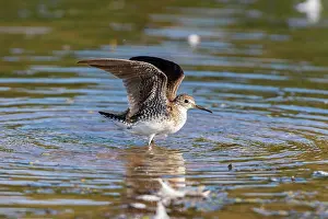 Tringa: Solitary Sandpiper (Tringa solitaria) bathing in