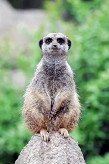 Meerkat: Solitary standing meerkats (Suricata suricatta)
