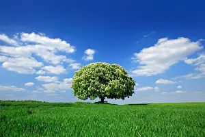 Aesculus: Solitary tree, flowering Horse chestnut (Aesculus)