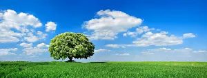 Aesculus: Solitary tree, flowering Horse chestnut (Aesculus)