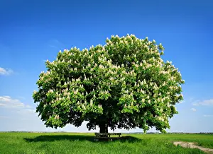 Gree: Solitary tree, flowering Horse chestnut (Aesculus)