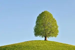 Tilia: Solitary tree, linden tree (Tilia), during leaf