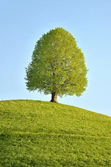 Tilia: Solitary tree, linden tree (Tilia), during leaf